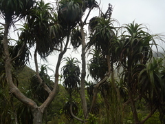 Dracophyllum traversii