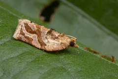 Adoxophyes privatana