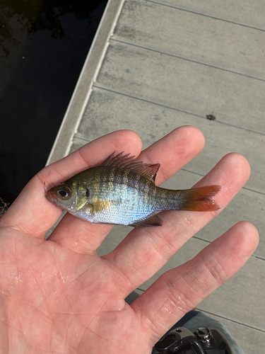 Lepomis macrochirus purpurascens