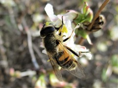Eristalis tenax