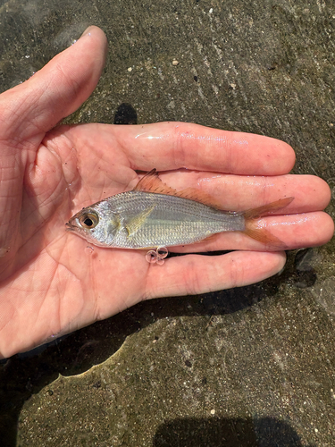 Eucinostomus harengulus