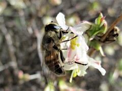 Eristalis tenax