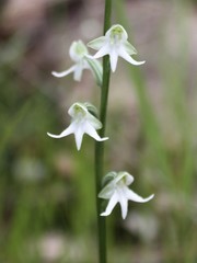Habenaria halata