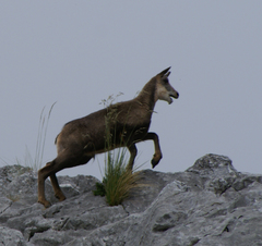 Rupicapra pyrenaica parva