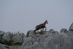 Rupicapra pyrenaica parva