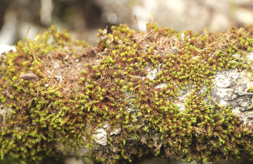Macromitrium cirrosum observed 2026-03-14