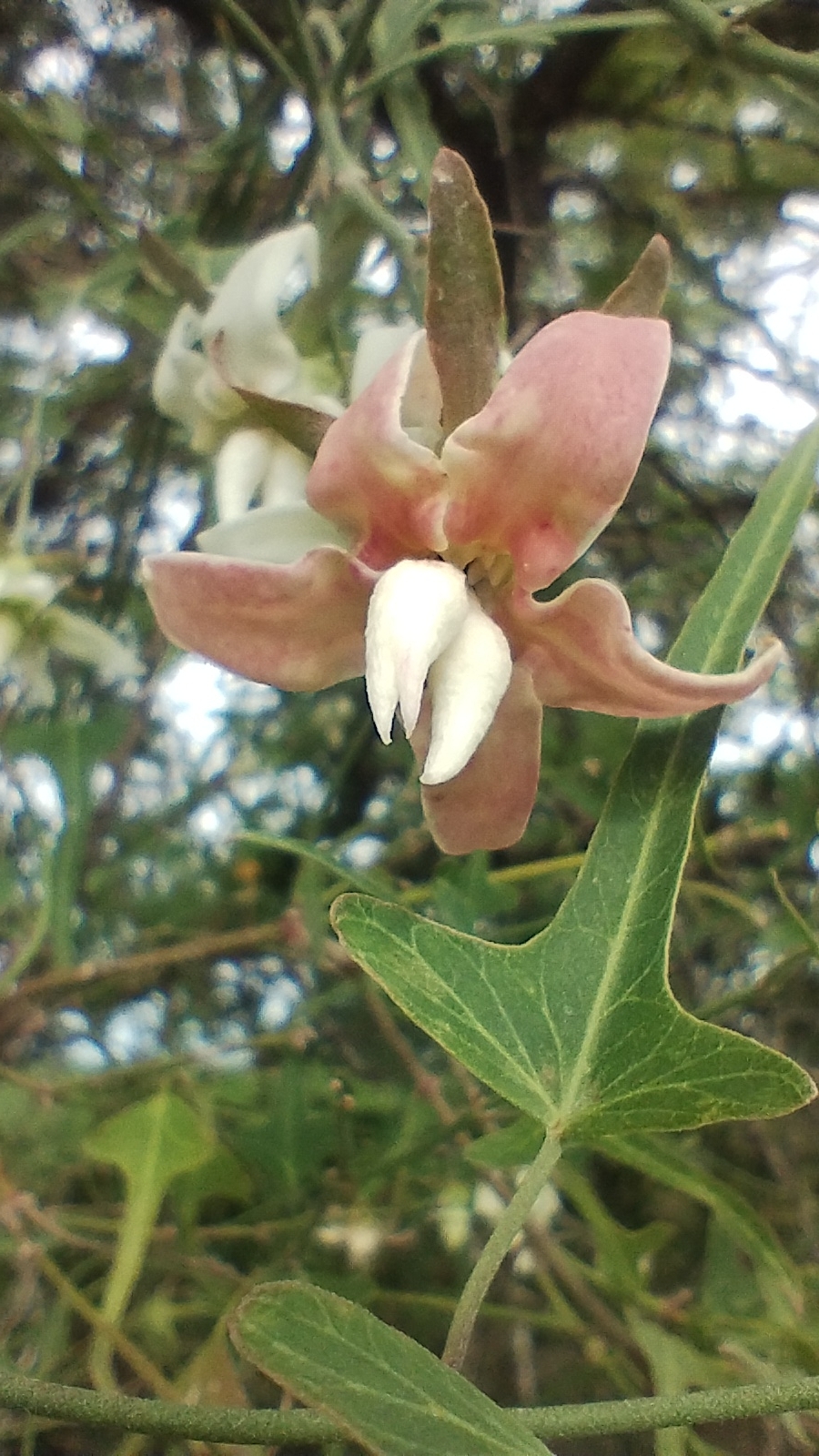 Araujia angustifolia
