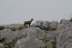 Rupicapra pyrenaica parva