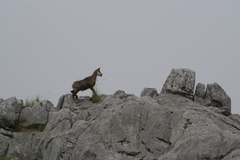 Rupicapra pyrenaica parva