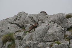 Rupicapra pyrenaica parva