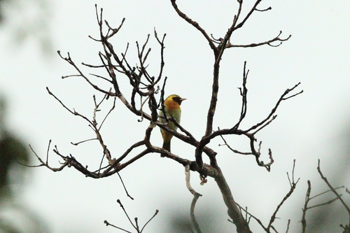 Guira Tanager (Hemithraupis guira), photo 2