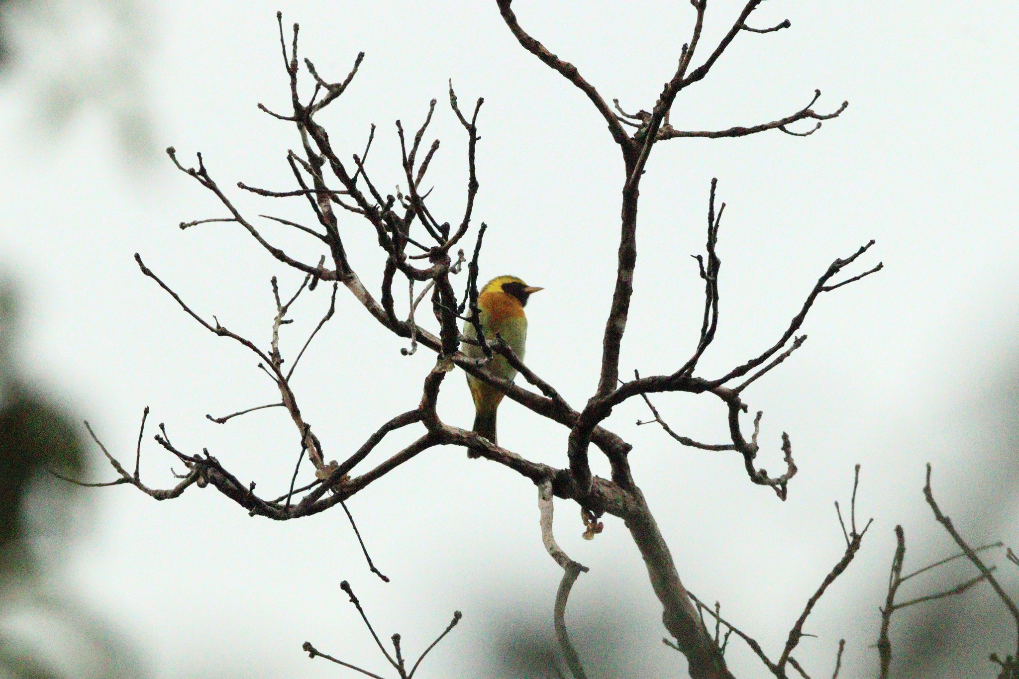 Guira Tanager (Hemithraupis guira), photo 2