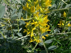 Astragalus macrocarpus