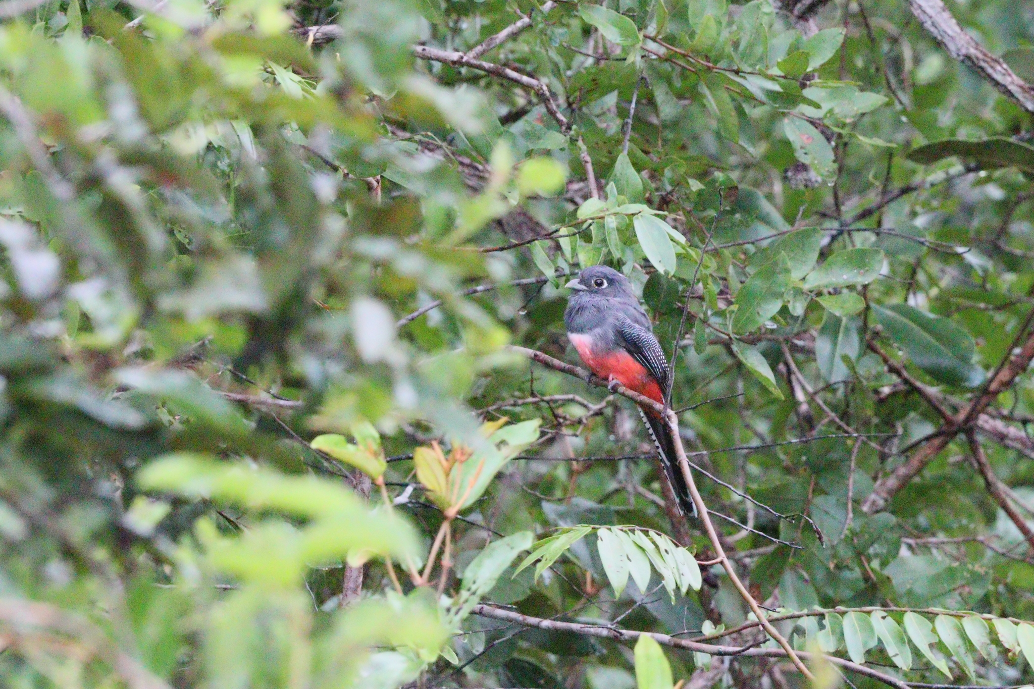 Blue-crowned Trogon (Trogon curucui), photo 4