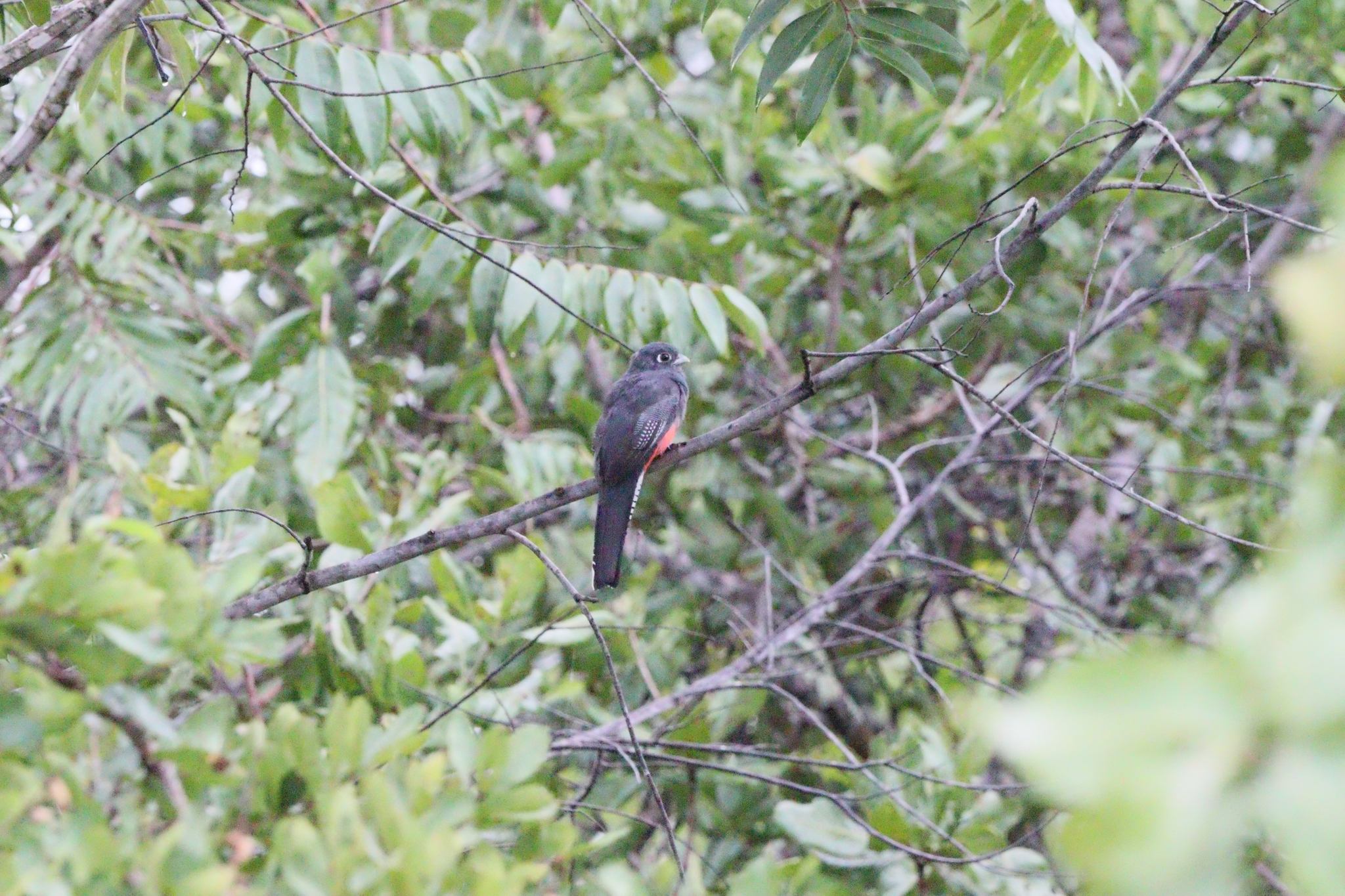 Blue-crowned Trogon (Trogon curucui), photo 5