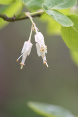 Staphylea bolanderi