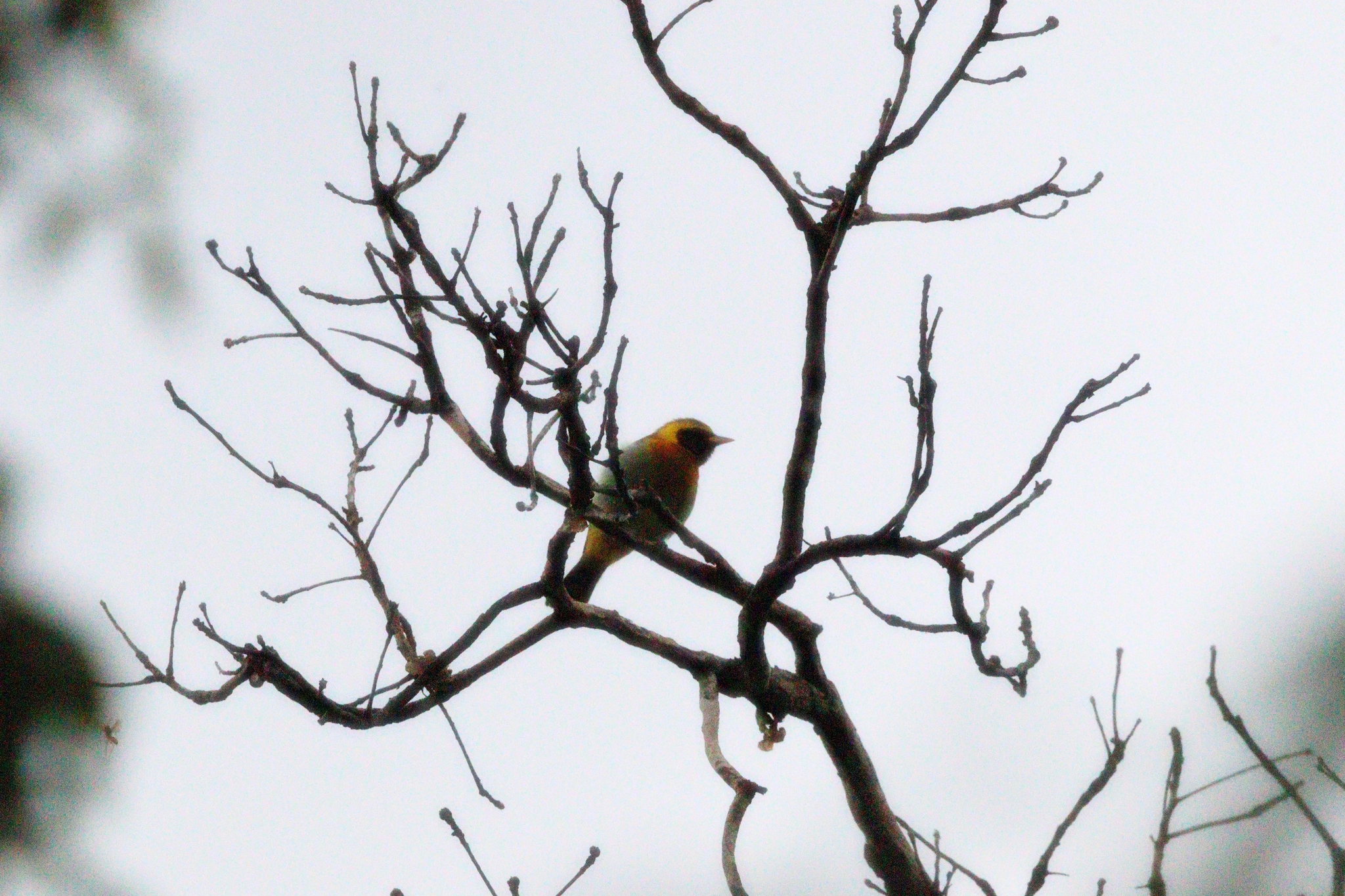 Guira Tanager (Hemithraupis guira), photo 1