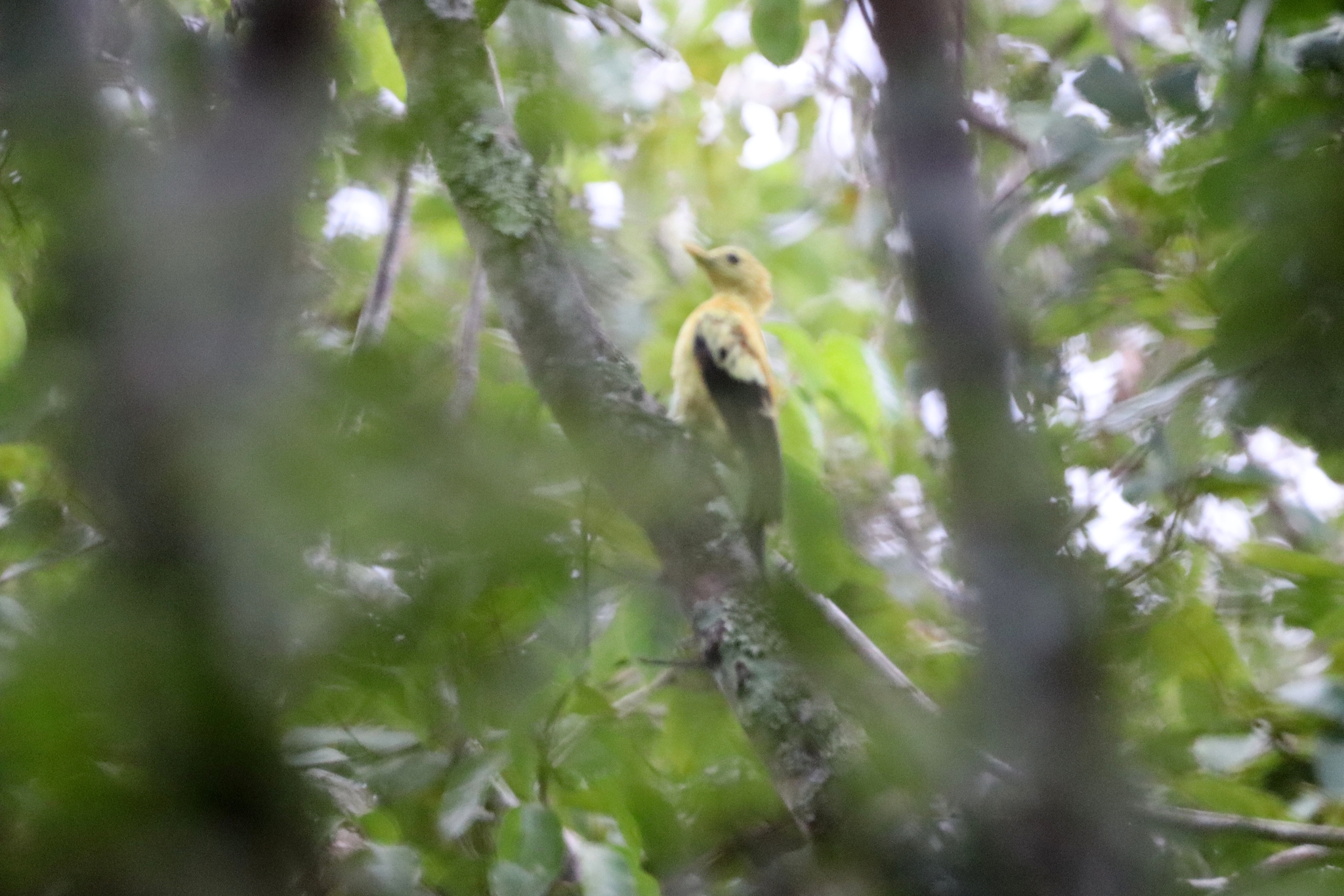 Cream-colored Woodpecker (Celeus flavus), photo 2