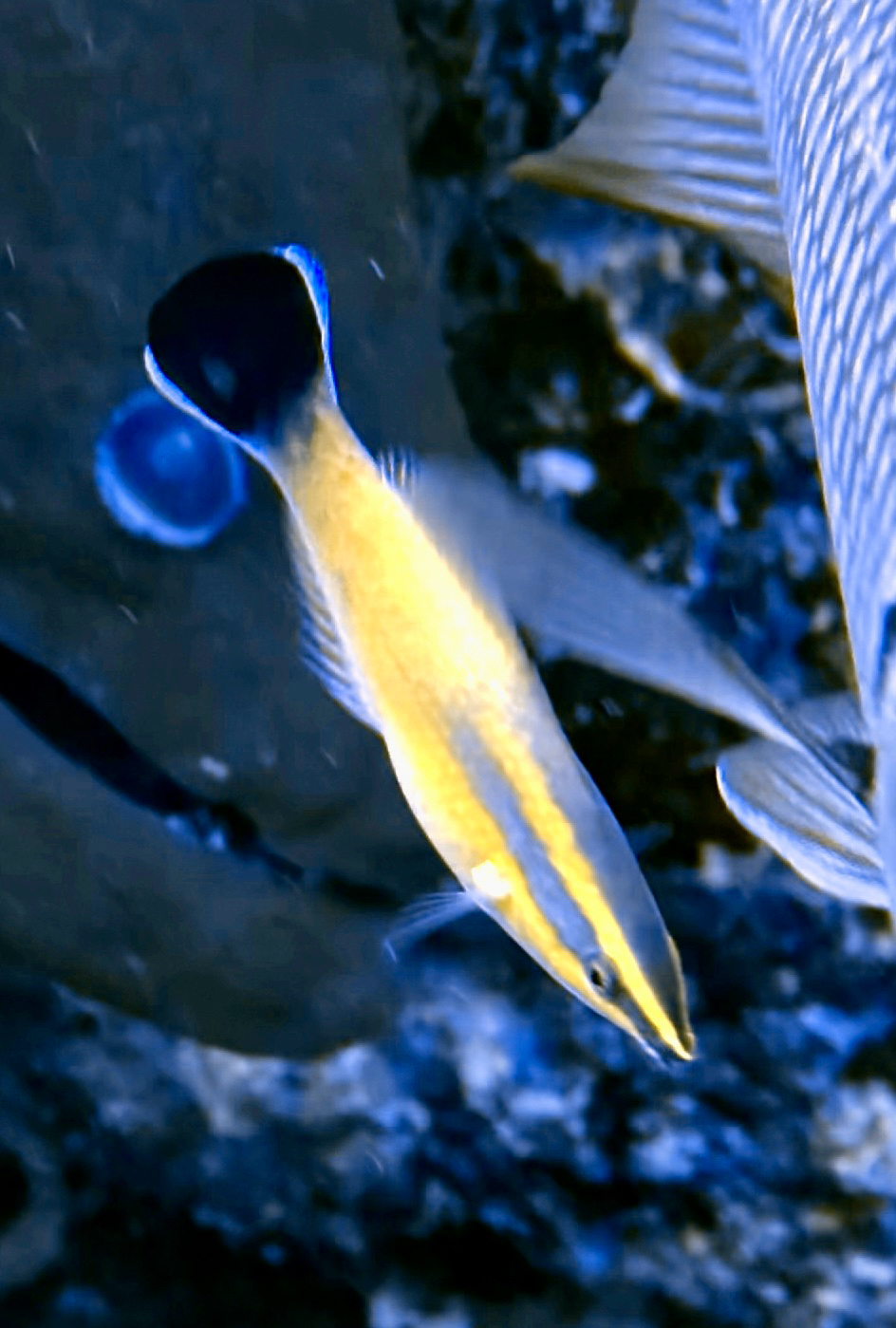 Redlip Cleaner Wrasse photo 2