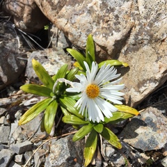 Celmisia spectabilis