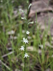 Habenaria halata