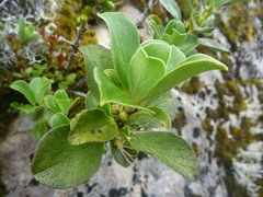 Coprosma serrulata