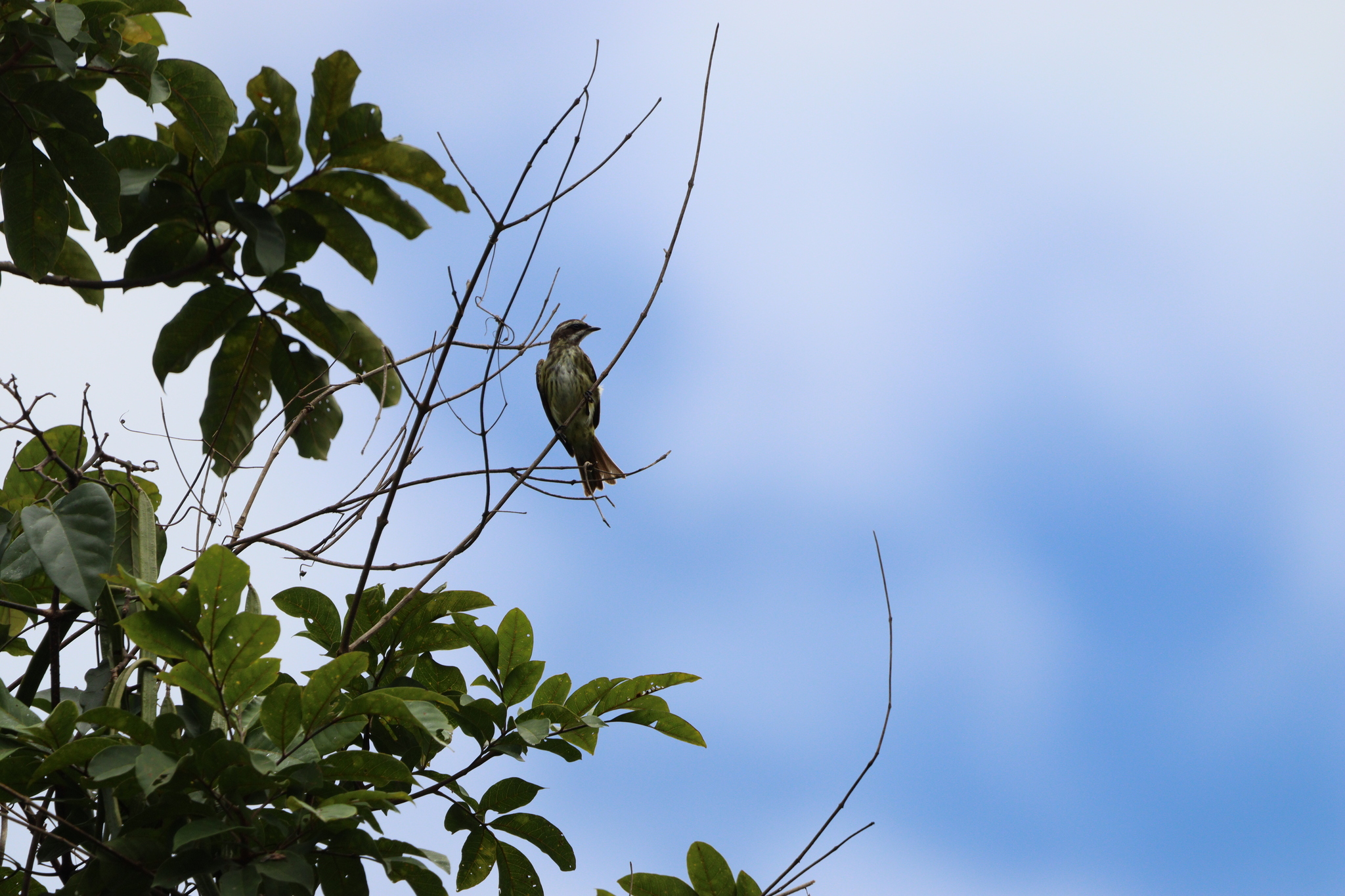 Piratic Flycatcher (Legatus leucophaius), photo 7