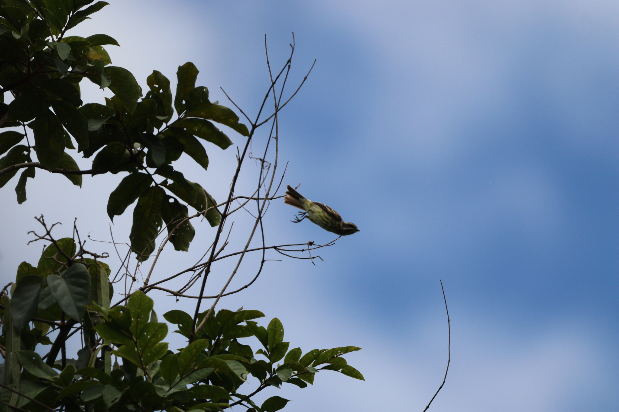 Piratic Flycatcher (Legatus leucophaius), photo 8