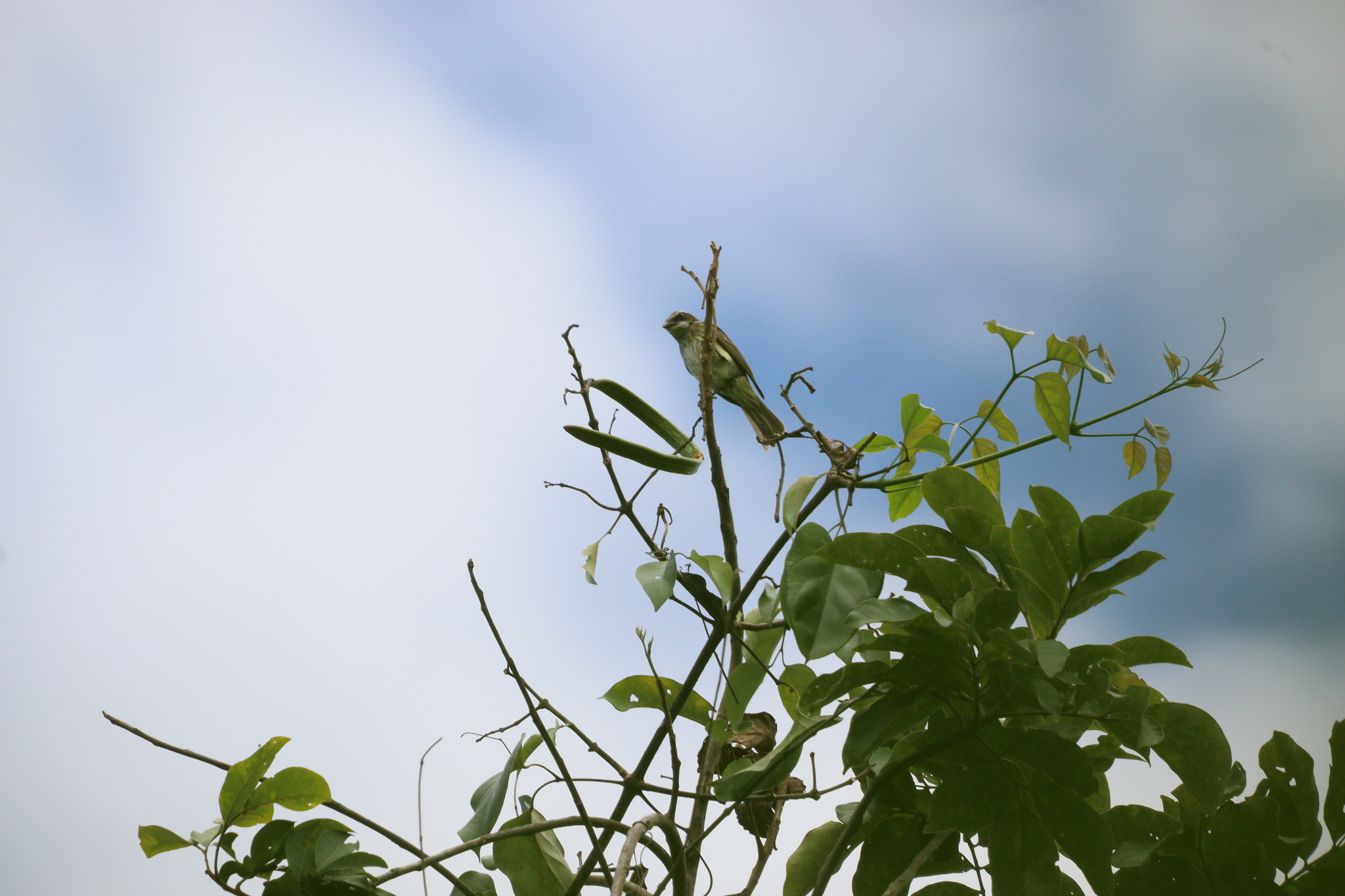 Piratic Flycatcher (Legatus leucophaius), photo 9