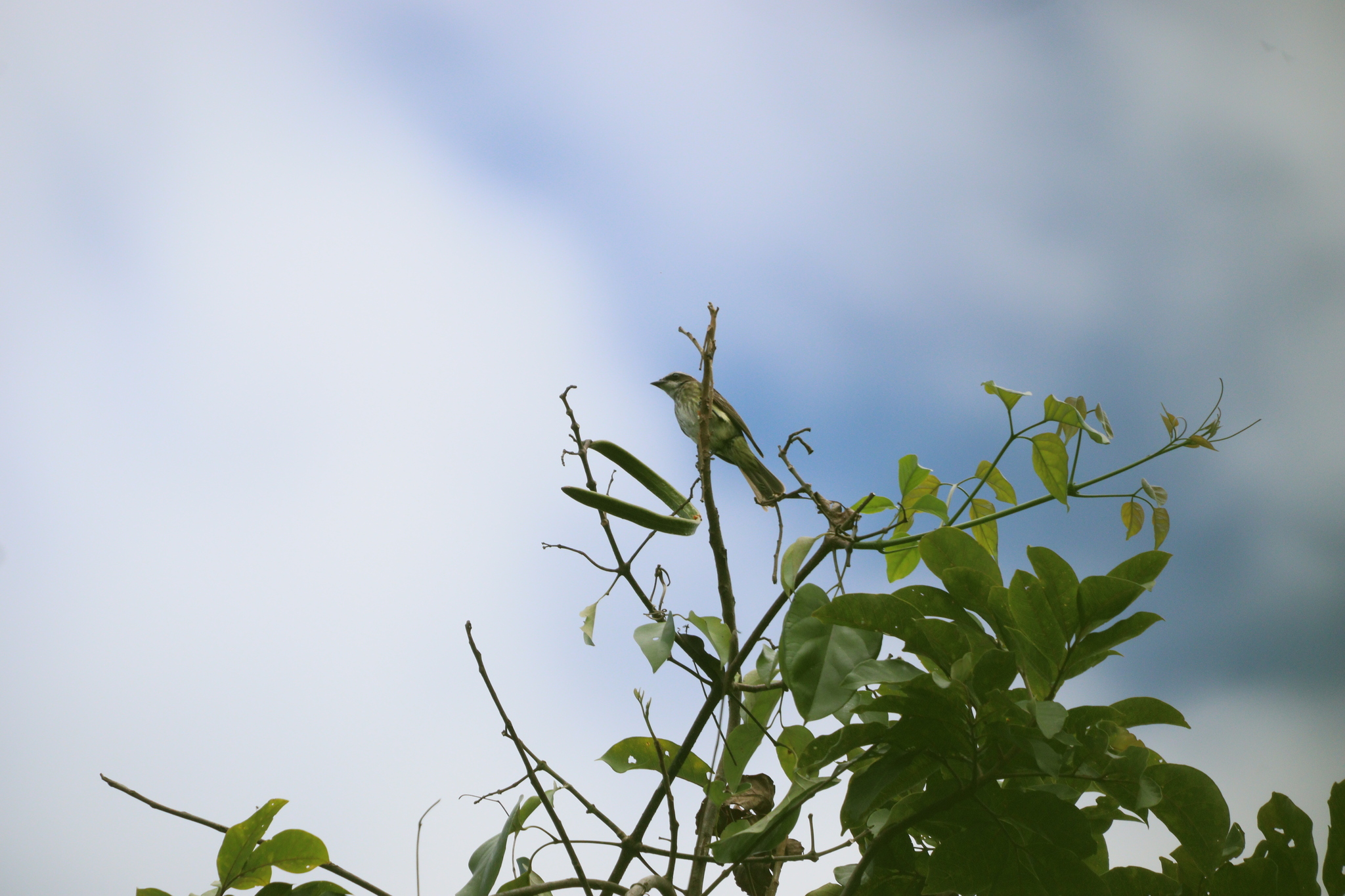 Piratic Flycatcher (Legatus leucophaius), photo 10