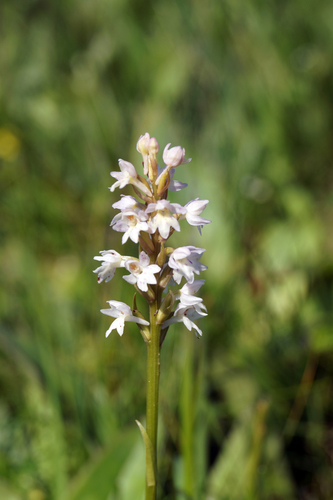 X Pseudorhiza