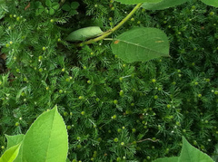 Matricaria discoidea