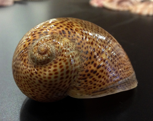 Naticarius stercusmuscarum