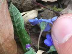 Omphalodes verna