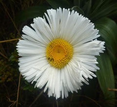 Celmisia semicordata