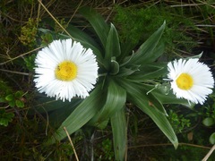 Celmisia semicordata