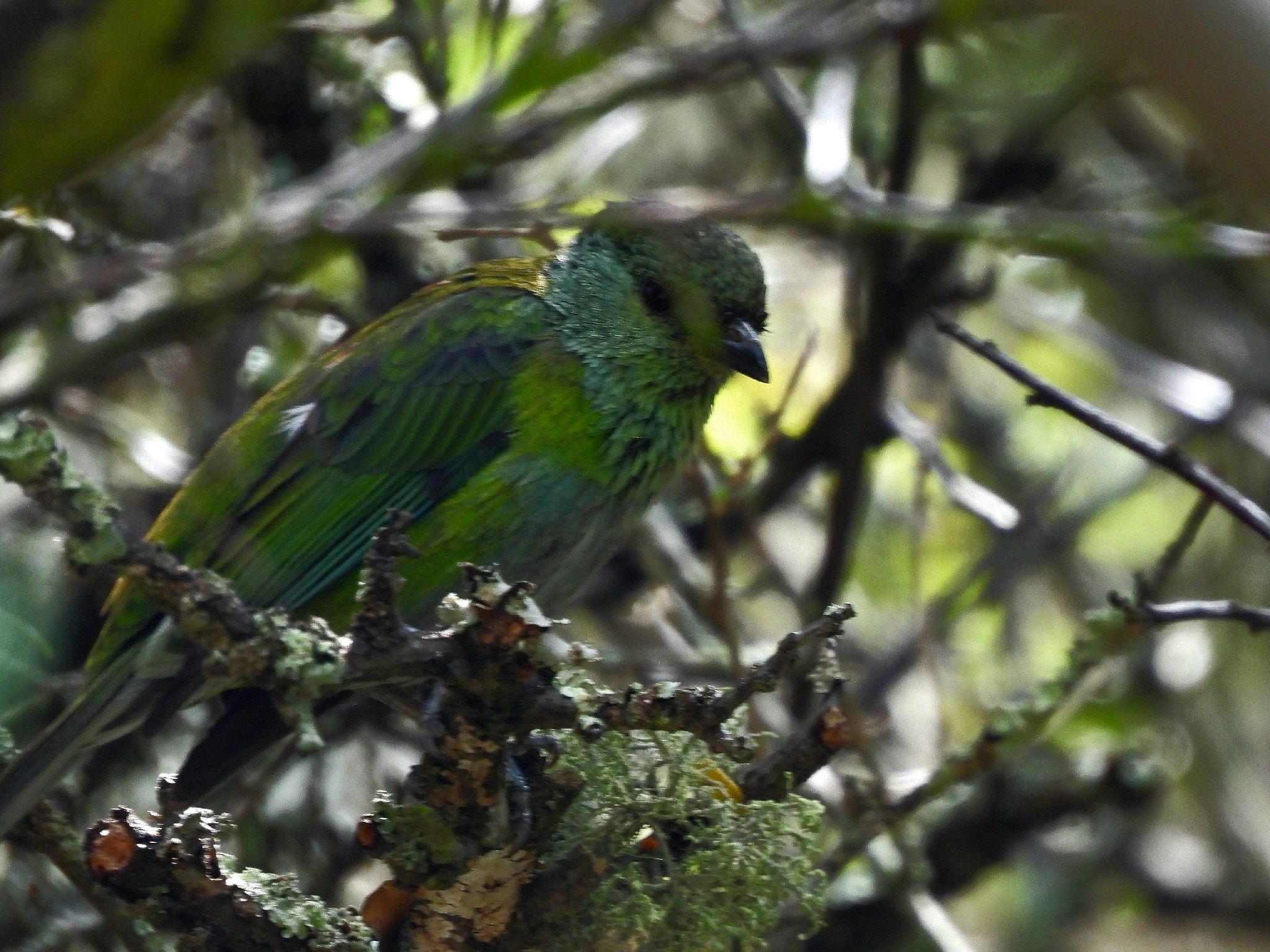 Black-capped Tanager (Stilpnia heinei), photo 5