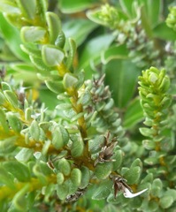 Olearia nummulariifolia