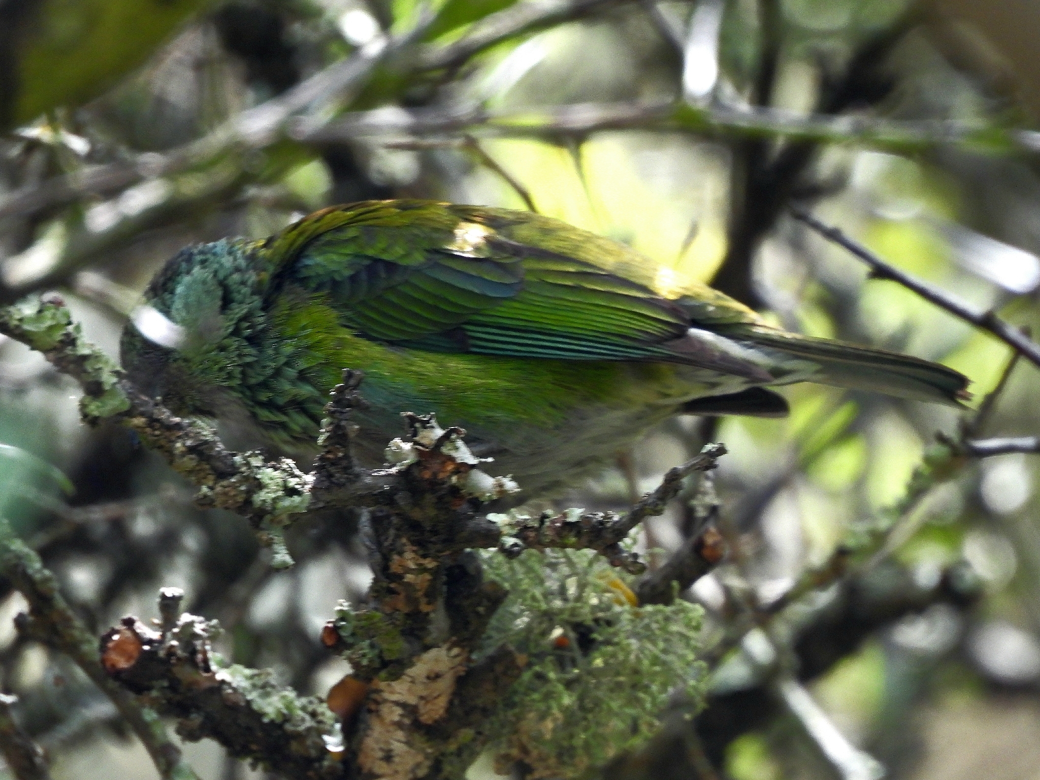 Black-capped Tanager (Stilpnia heinei), photo 6