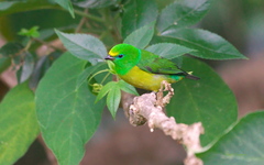 Chlorophonia cyanea