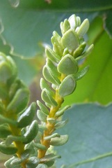 Olearia nummulariifolia