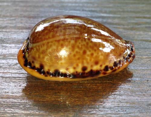 Spotted Cowrie