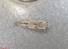 Mompha brevivittella