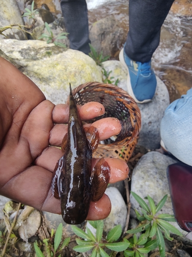 Gray's stone loach (Balitora brucei) — Balitoridae — 4