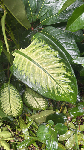 Dieffenbachia seguine observed 2026-03-15