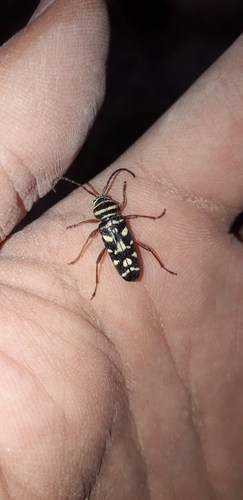 Megacyllene multiguttata