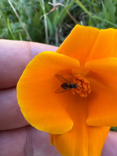 Unknown species found near Bolinas Ridge Trail, Stinson Beach, CA, US