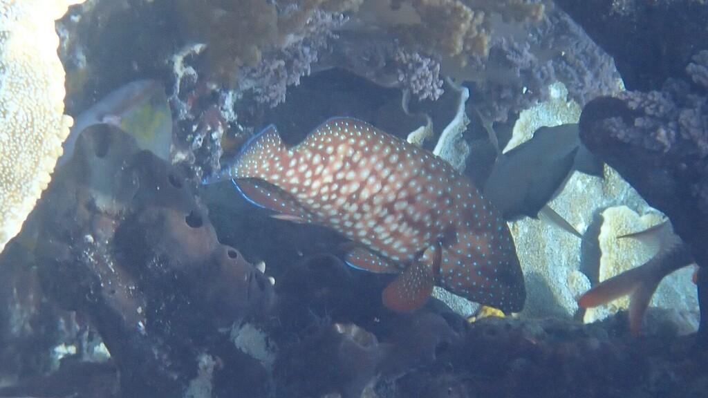 Bluespot Cod