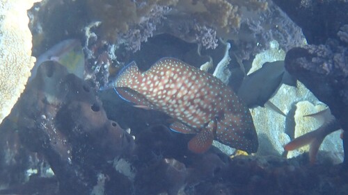Bluespotted Grouper — seen at this dive site