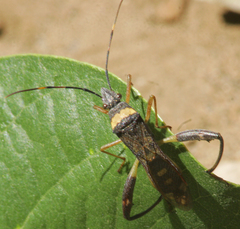 Tupalus fasciatus